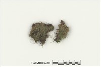 藏品(鈍葉小鼠尾苔)的圖片